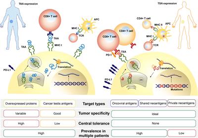 Frontiers | Colorectal Cancer Vaccines: The Current Scenario And Future ...